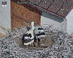 Capi_Dubne_20260624_083504.jpg