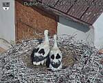 Capi_Dubne_20260624_083604.jpg