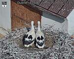 Capi_Dubne_20260624_083705.jpg
