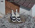 Capi_Dubne_20260624_084005.jpg