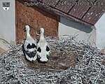 Capi_Dubne_20260624_085404.jpg
