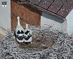 Capi_Dubne_20260624_085604.jpg