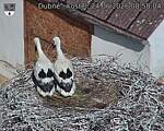 Capi_Dubne_20260624_085804.jpg