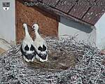 Capi_Dubne_20260624_085904.jpg