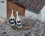 Capi_Dubne_20260624_090004.jpg