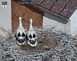 Capi_Dubne_20260624_090104.jpg