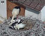Capi_Dubne_20260624_090405.jpg