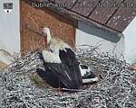 Capi_Dubne_20260624_090604.jpg