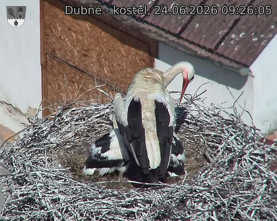 Capi_Dubne_20260624_092605.jpg (1350&nbsp;x&nbsp;1080)