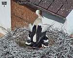 Capi_Dubne_20260624_093504.jpg