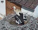 Capi_Dubne_20260624_095704.jpg