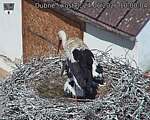 Capi_Dubne_20260624_100004.jpg