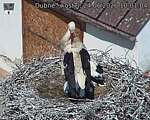 Capi_Dubne_20260624_100104.jpg