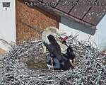 Capi_Dubne_20260624_100304.jpg
