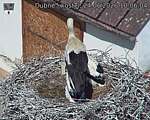 Capi_Dubne_20260624_100604.jpg