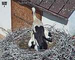 Capi_Dubne_20260624_101304.jpg