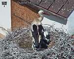 Capi_Dubne_20260624_102204.jpg