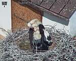Capi_Dubne_20260624_102304.jpg