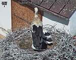 Capi_Dubne_20260624_102504.jpg