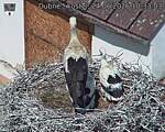 Capi_Dubne_20260624_103303.jpg