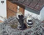 Capi_Dubne_20260624_103405.jpg