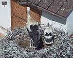 Capi_Dubne_20260624_103503.jpg