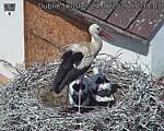 Capi_Dubne_20260624_103903.jpg