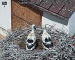 Capi_Dubne_20260624_104103.jpg