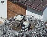 Capi_Dubne_20260624_104303.jpg