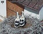Capi_Dubne_20260624_104704.jpg