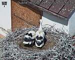Capi_Dubne_20260624_104804.jpg