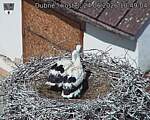 Capi_Dubne_20260624_104904.jpg