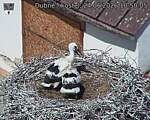Capi_Dubne_20260624_105005.jpg