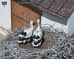 Capi_Dubne_20260624_105103.jpg