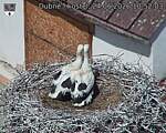Capi_Dubne_20260624_105203.jpg