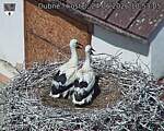 Capi_Dubne_20260624_105305.jpg