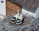 Capi_Dubne_20260624_105403.jpg