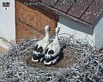 Capi_Dubne_20260624_105503.jpg