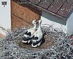 Capi_Dubne_20260624_105604.jpg
