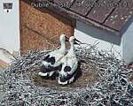Capi_Dubne_20260624_105703.jpg