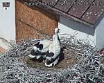 Capi_Dubne_20260624_105905.jpg