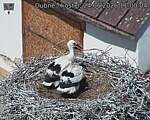 Capi_Dubne_20260624_110004.jpg