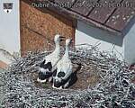 Capi_Dubne_20260624_110304.jpg