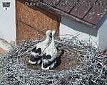 Capi_Dubne_20260624_110403.jpg