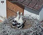 Capi_Dubne_20260624_110504.jpg
