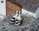 Capi_Dubne_20260624_110604.jpg