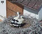 Capi_Dubne_20260624_110704.jpg