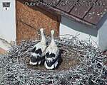 Capi_Dubne_20260624_110804.jpg