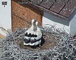 Capi_Dubne_20260624_111004.jpg