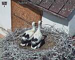 Capi_Dubne_20260624_111403.jpg